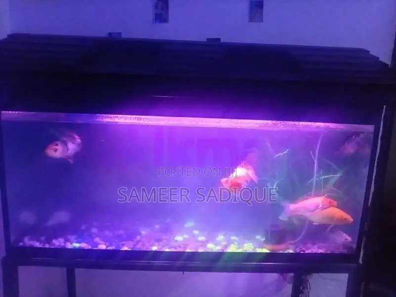Fish Tank