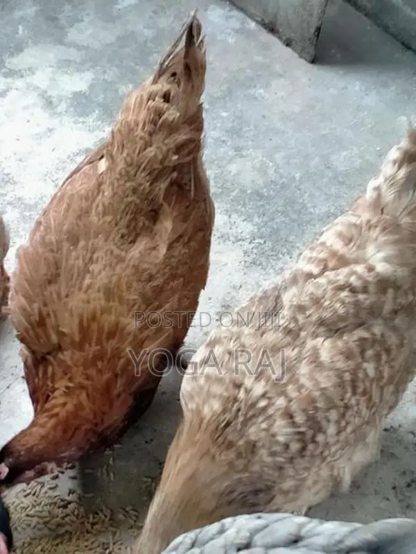 Chickens