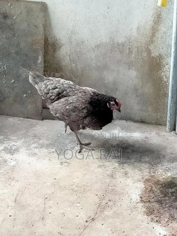 Chickens
