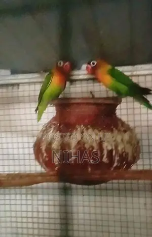 African Birds
