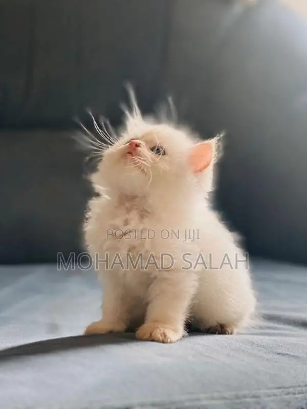 PERSIAN KITTEN