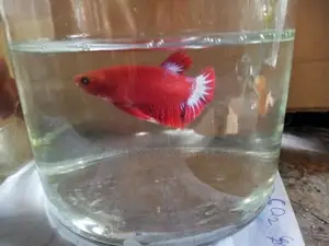 Fighter මසුන් [ Betta fish]