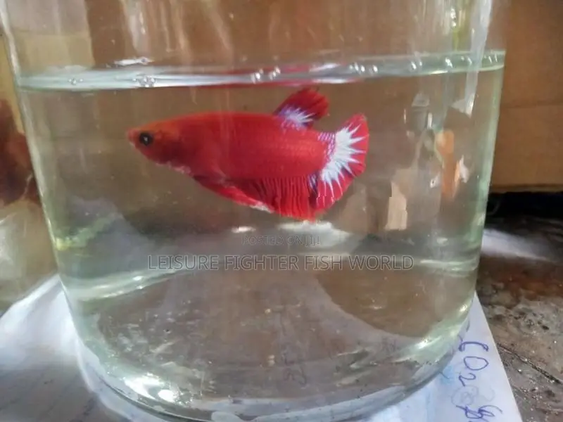 Fighter මසුන් [ Betta fish]