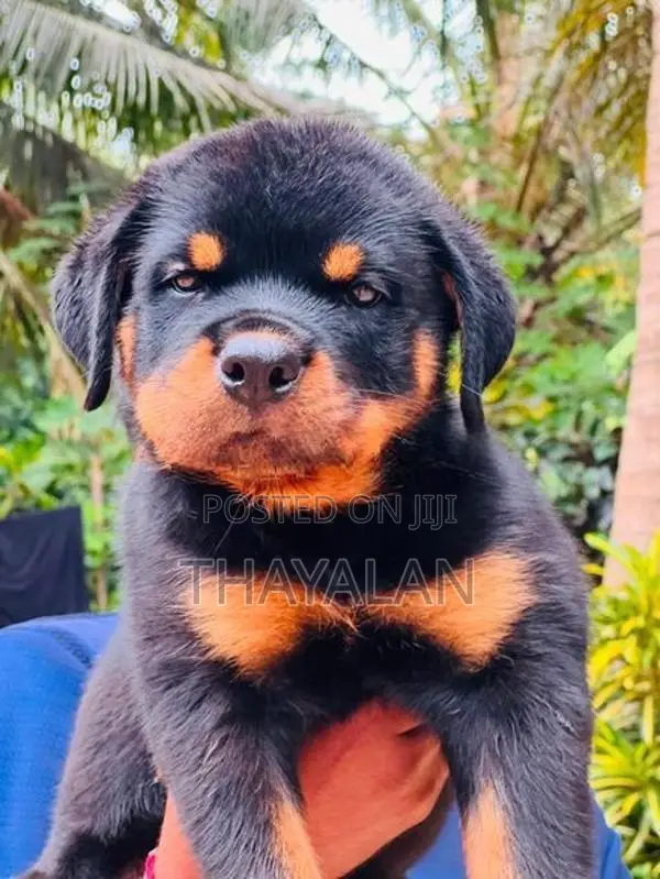 Rottweiler Female Puppy
