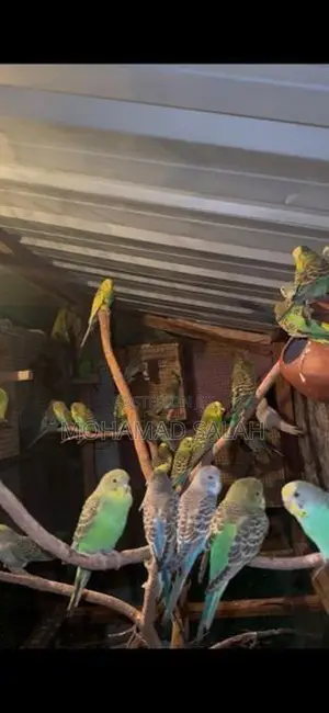 love birds