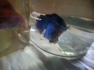 Fighter මසුන් [ Betta fish]