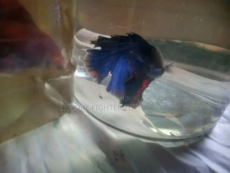 Fighter මසුන් [ Betta fish]