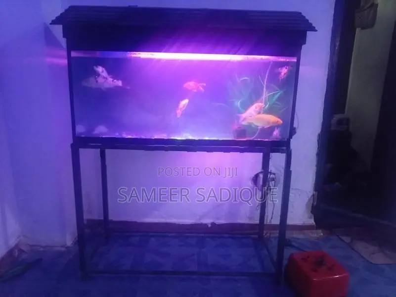 fish tank with fish's