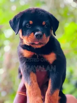 Rottweiler Female Puppy