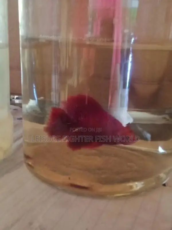 Fighter මසුන් [ Betta fish]