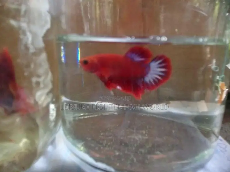 Fighter මසුන් [ Betta fish]