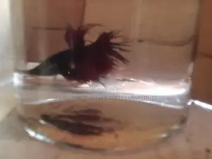 Fighter මසුන් [ Betta fish]