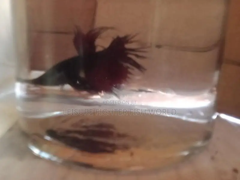 Fighter මසුන් [ Betta fish]