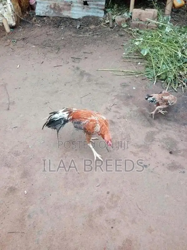 Parrot Beak Long Tail Rooster