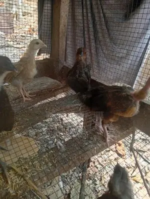 Farm chicks