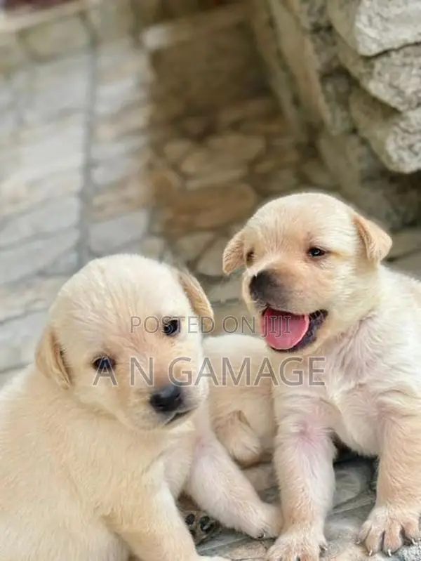 Labrador Puppies