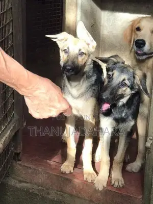 German Shepherd Puppies
