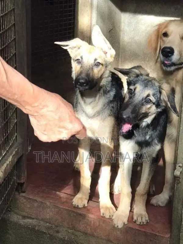 German Shepherd Puppies