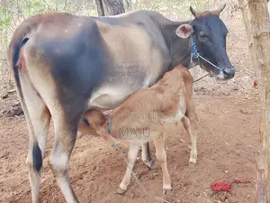 Milking cow