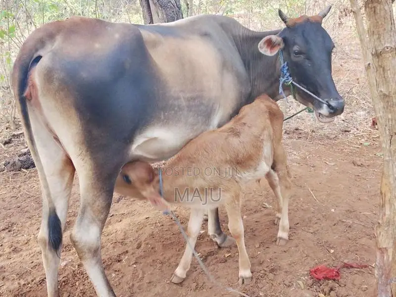 Milking cow