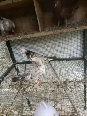 චොකලට් පාට ( පරවි)