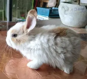 Rabbit
