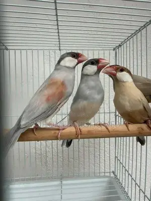 Java bird