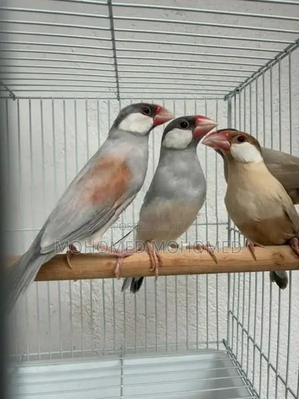 Java bird