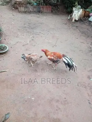Parrot Beak Long Tail Rooster