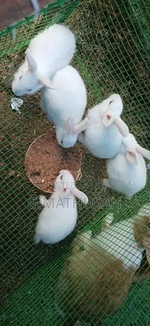 Rabbit
