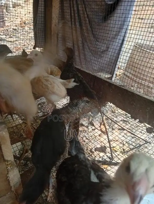 Farm chicks
