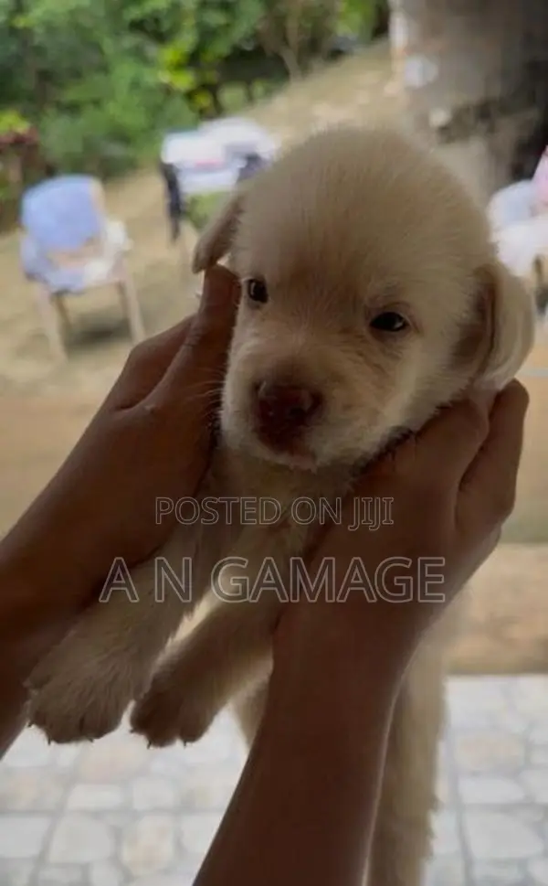 Labrador Puppies
