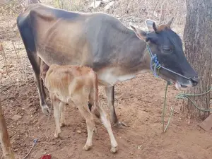 Milking cow