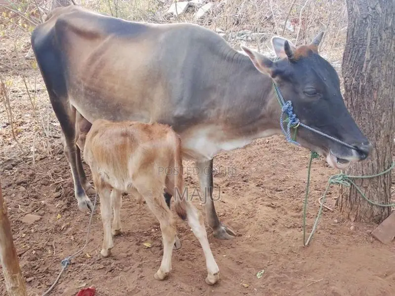 Milking cow