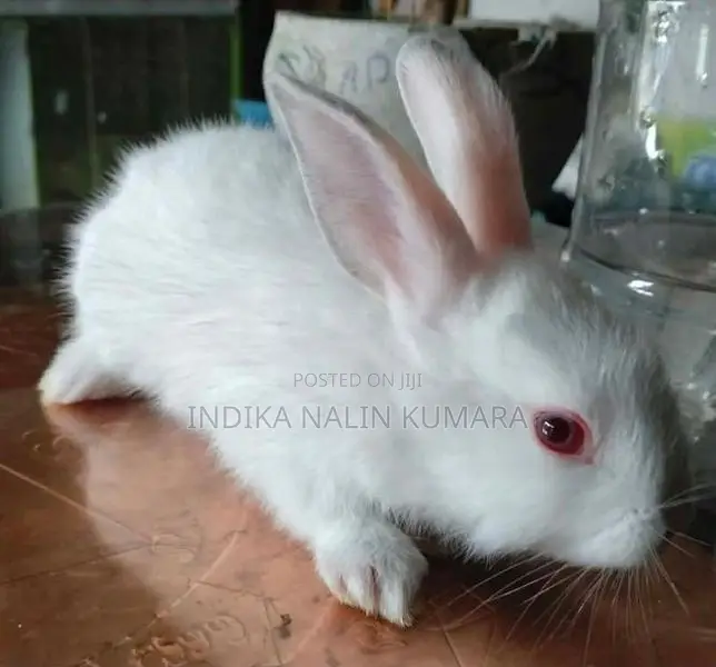 Rabbit