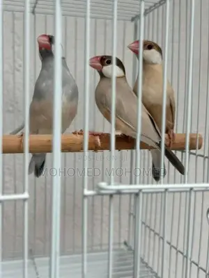 Java bird