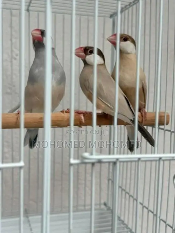 Java bird