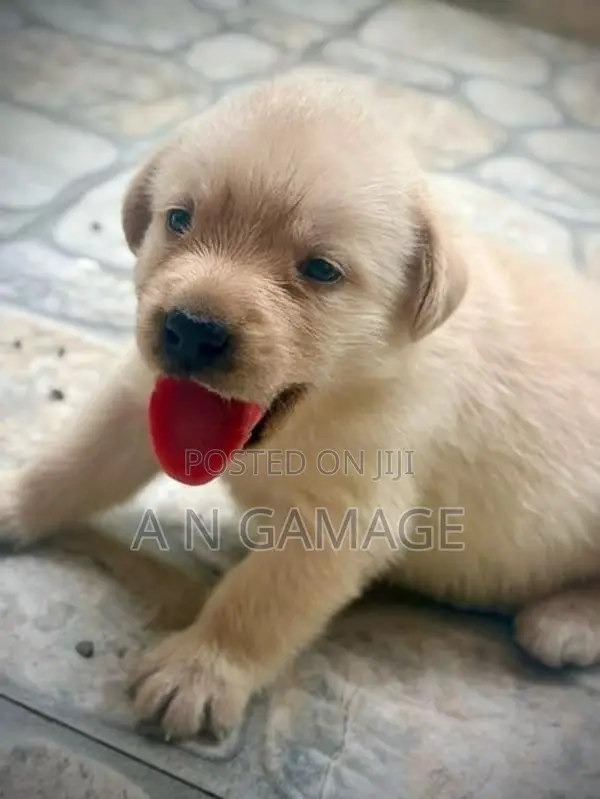 Labrador Puppies