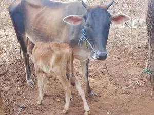 Milking cow
