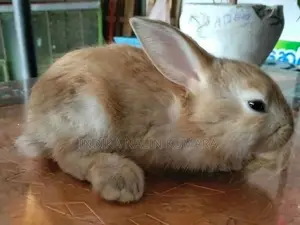 Rabbit
