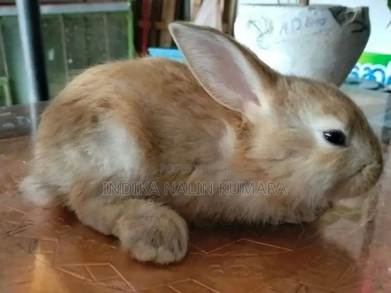 Rabbit