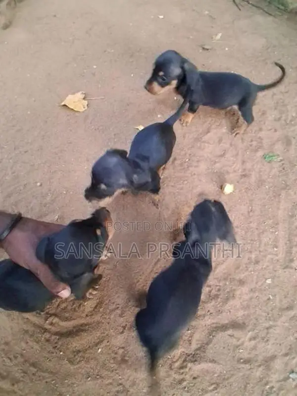 Dachshund Puppies