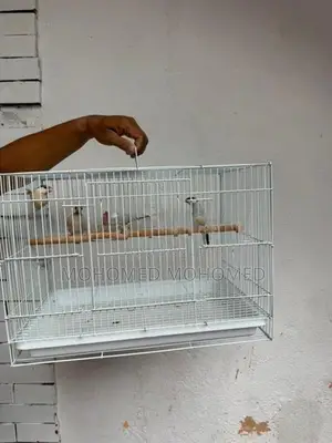 Java bird