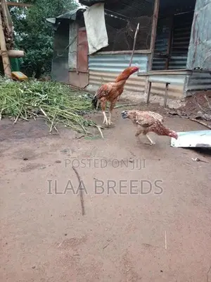 Parrot Beak Long Tail Rooster