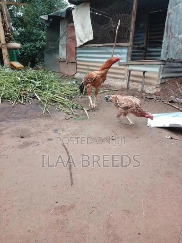 Parrot Beak Long Tail Rooster