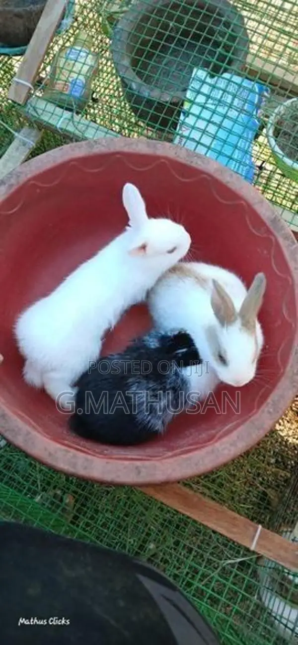 Rabbit