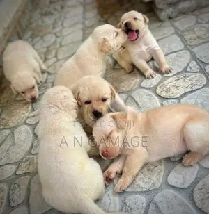 Labrador Puppies