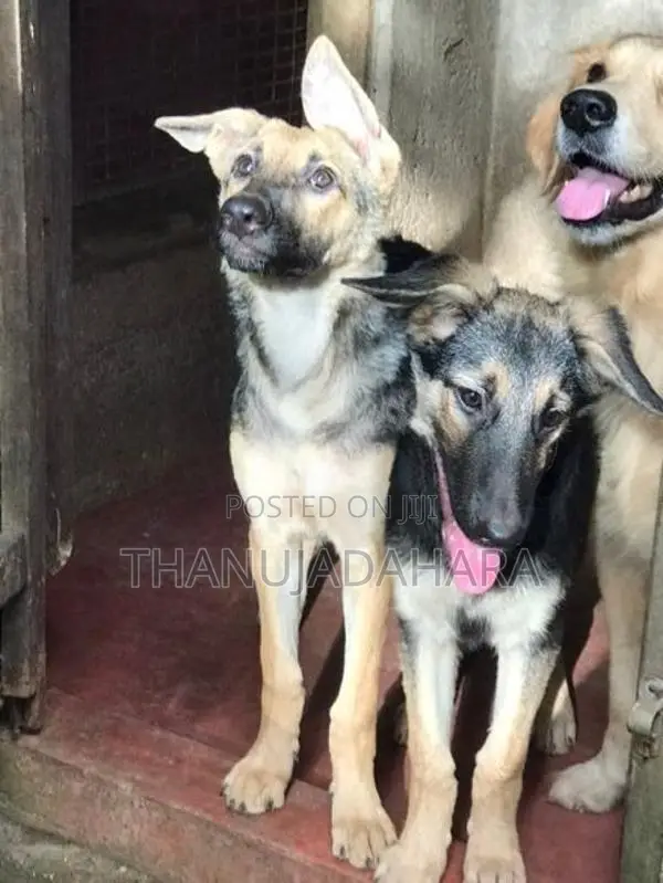 German Shepherd Puppies
