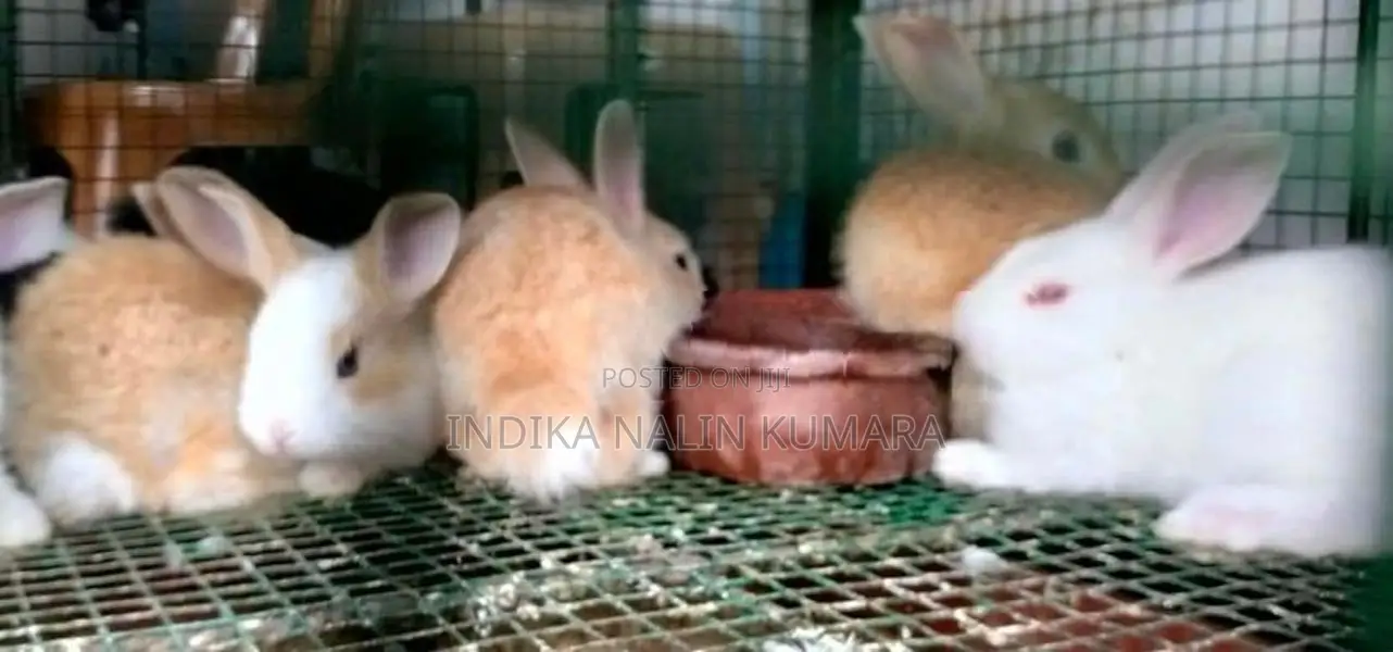 Rabbit