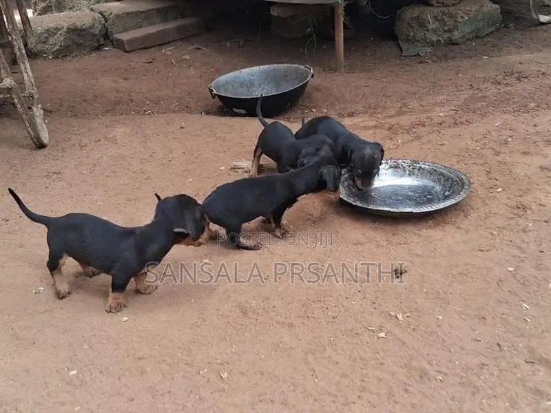 Dachshund Puppies